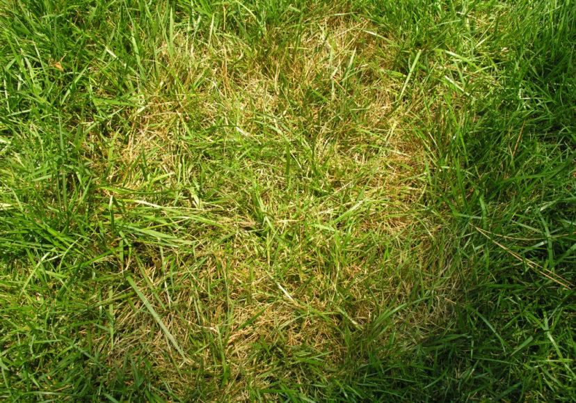 How Does Lawn Disease Spread?